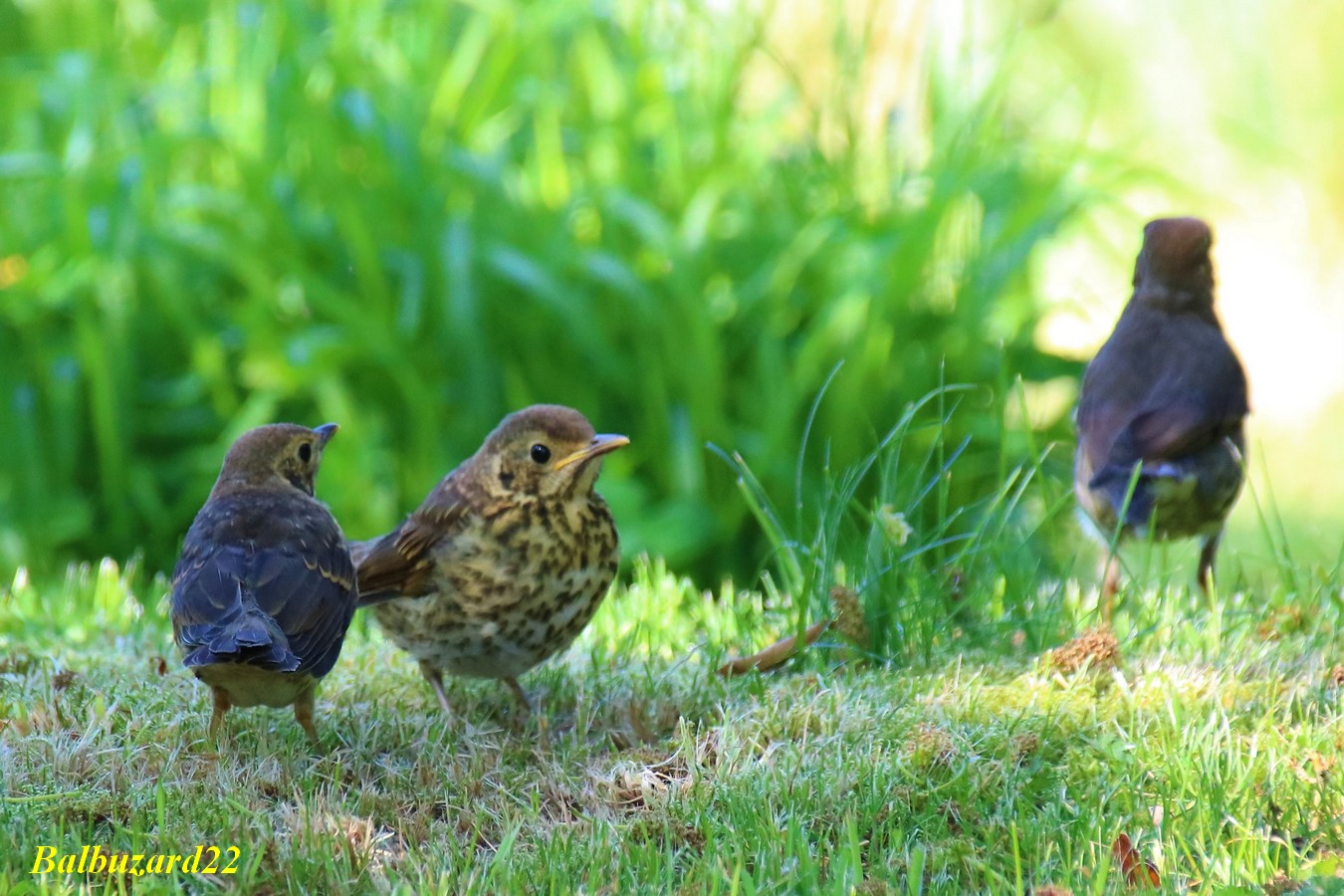 deux petits et la femelle Grive 20 Mai 2018 jardin.jpg