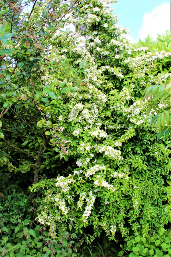 Floraison Pyracantha Mai 2018 (2).jpg