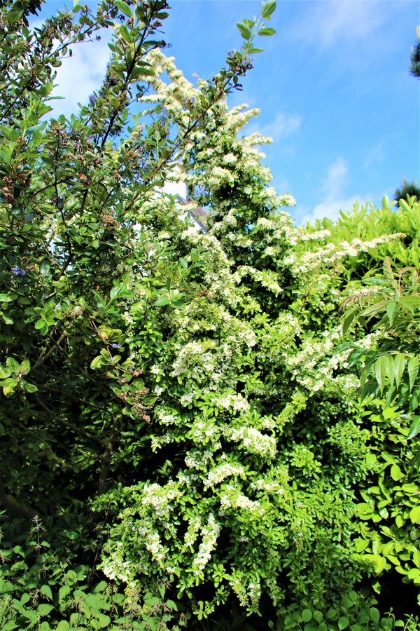 Floraison Pyracantha Mai 2018 (3).jpg