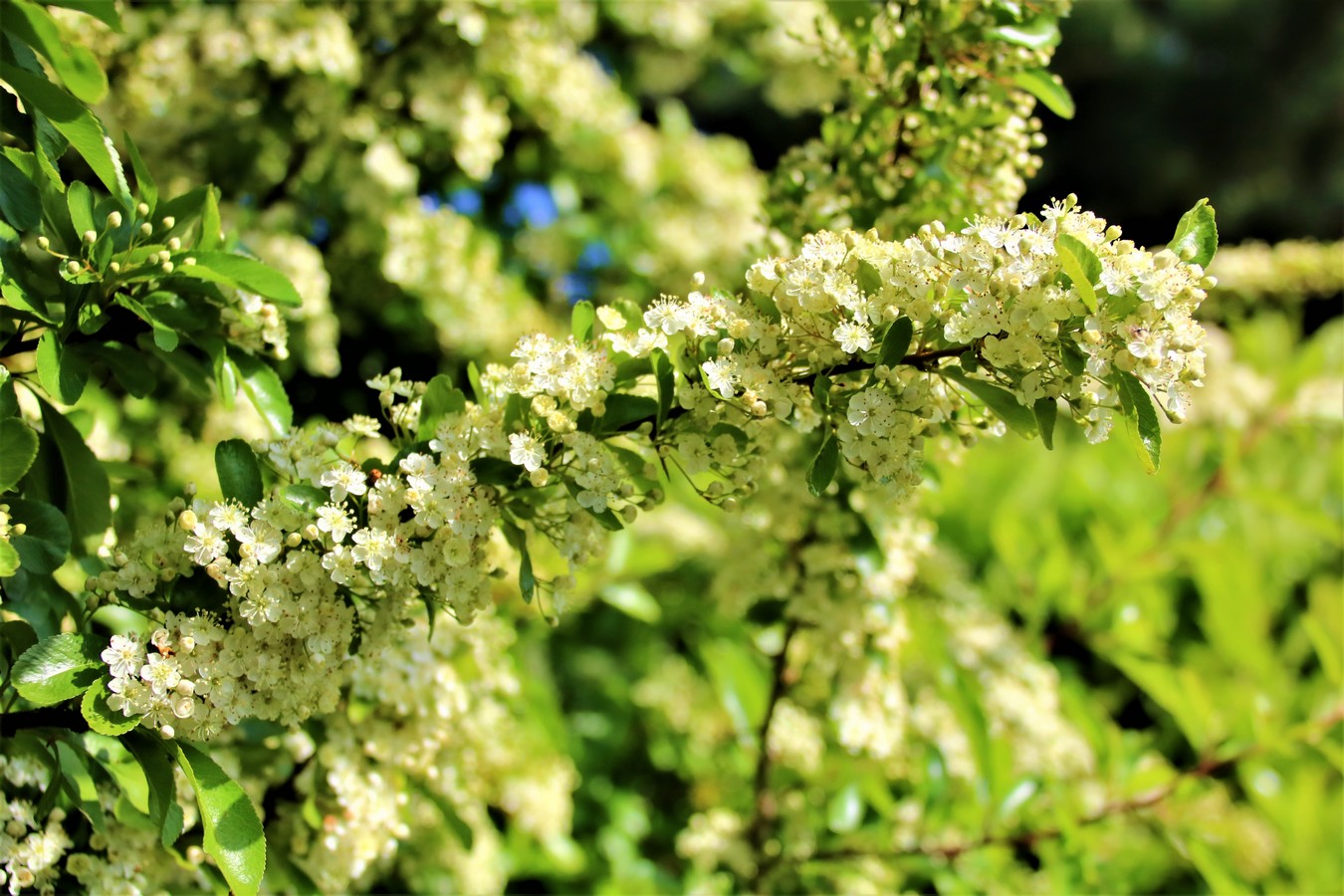 Floraison Pyracantha Mai 2018 (1).jpg