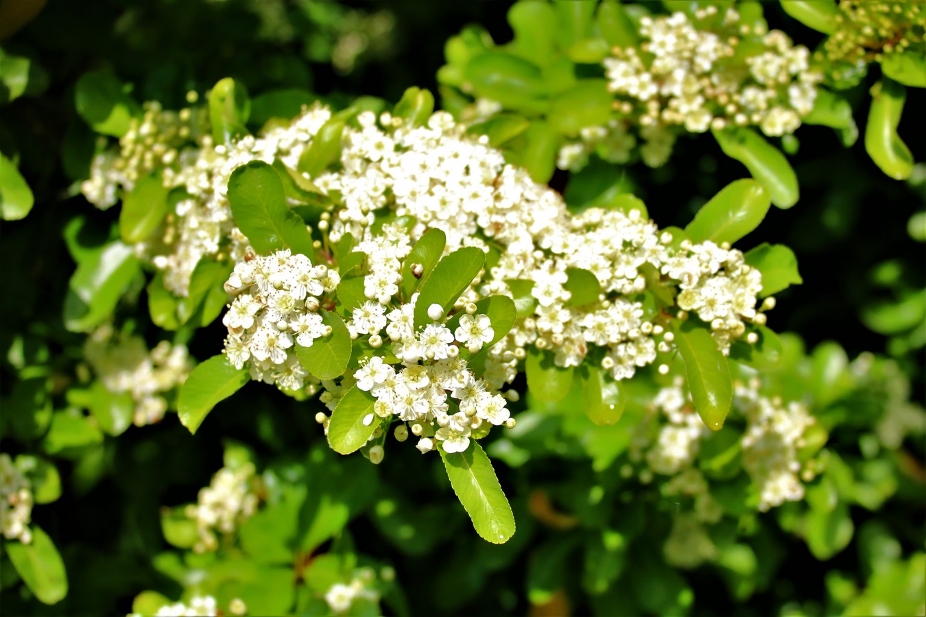 Floraison Pyracantha Mai 2018 (4).jpg