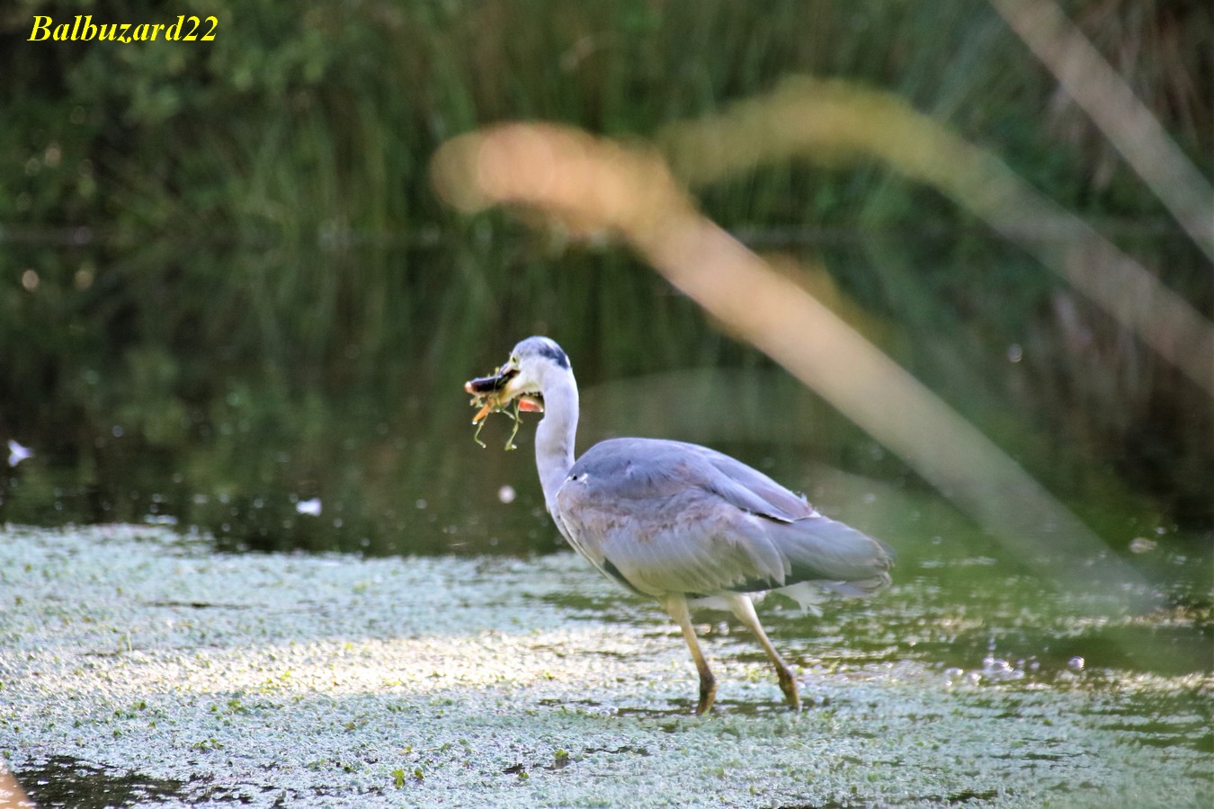 IMG_4211 - Copie.jpg