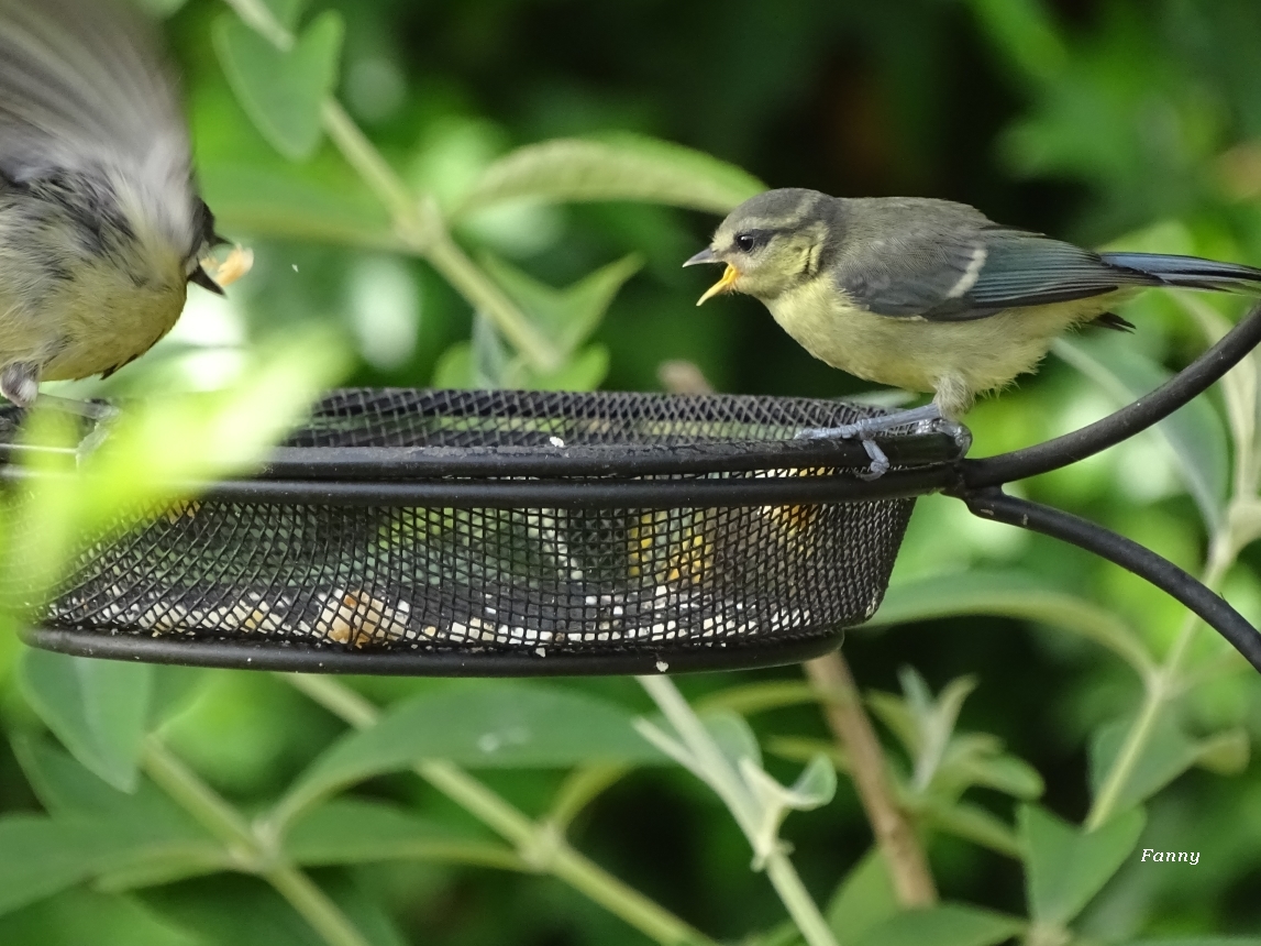 Mesanges juveniles signées 2018 DSC05028.jpg
