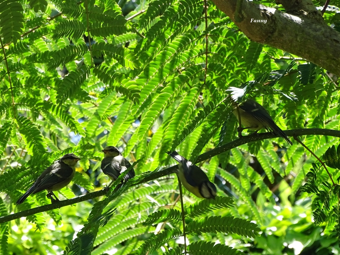Mésange juveniles 2018 DSC04999.jpg