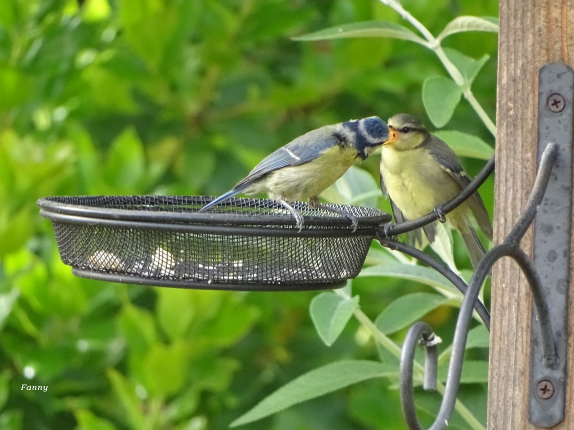 Mesanges juveniles signéeDSC05039.jpg