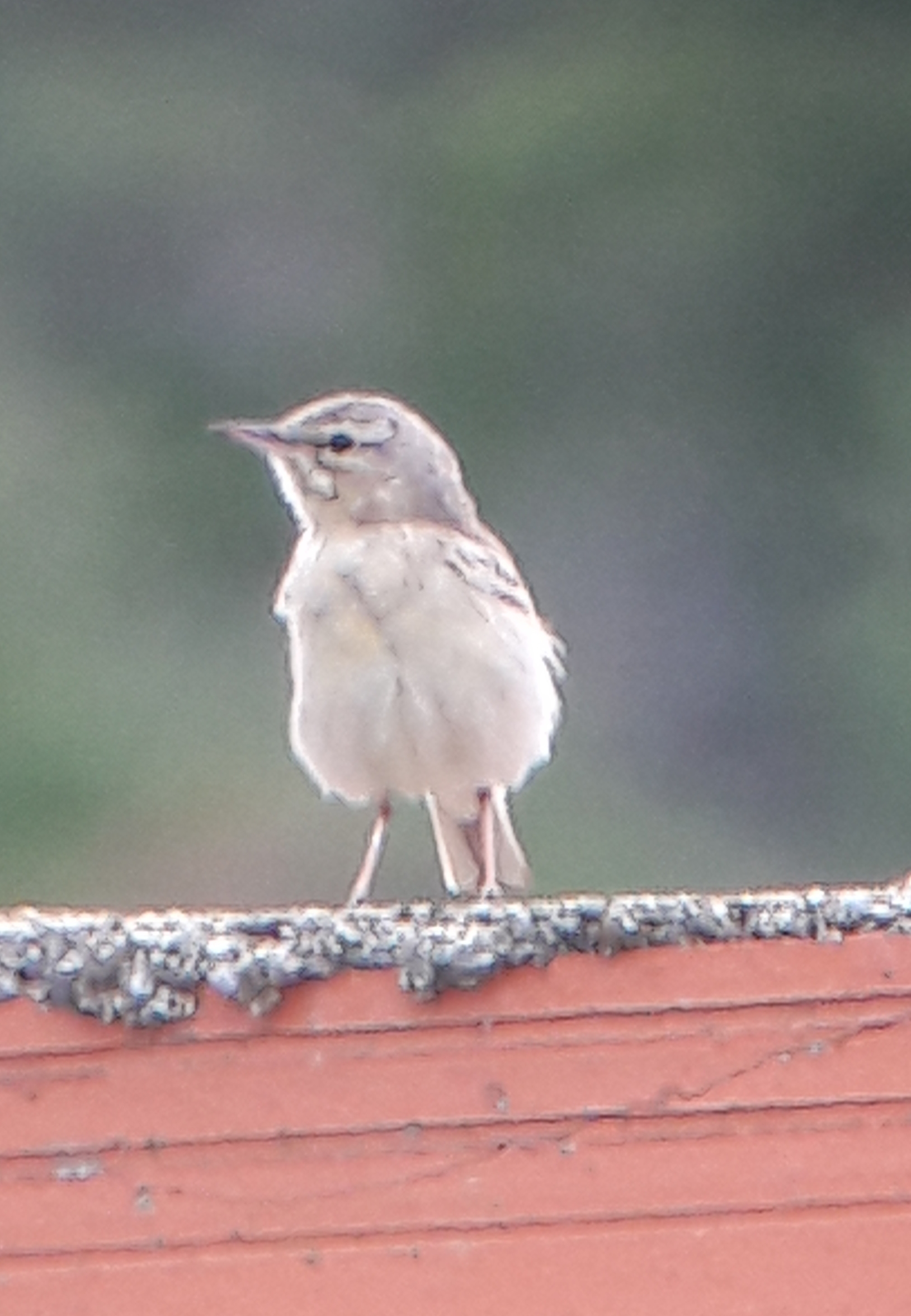 20180612_131446.jpg