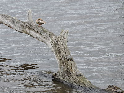 cistudes et colvert femelle_opt.jpg