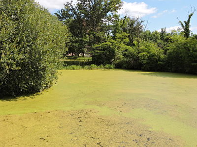 étang couvert de lentilles d'eau_opt.jpg