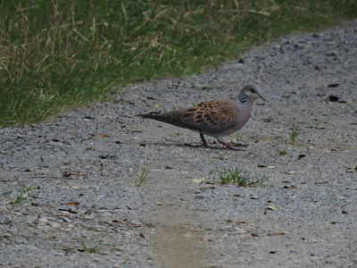 tourterelle des bois 004_opt.jpg