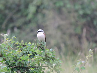 pie grièche écorcheur_opt.jpg