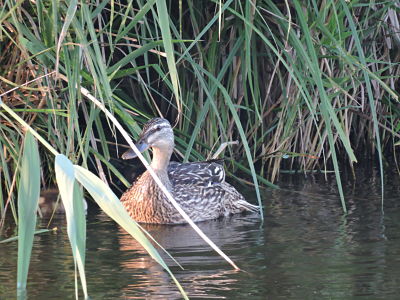 sarcelle d'été_opt.jpg