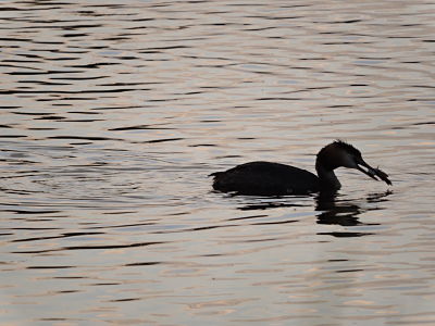 grèbe huppé et poisson chat_opt.jpg