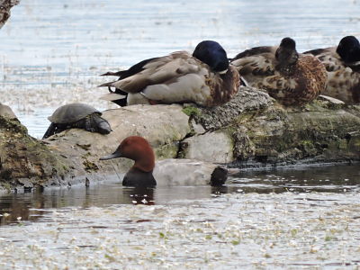 canards et cistude_opt.jpg