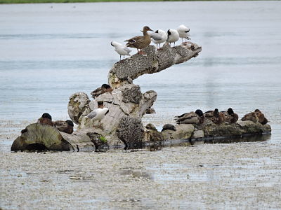 colverts mouettes rieuses et cistude_opt.jpg