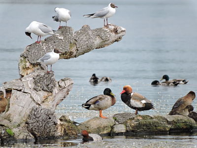 mouettes rieuses nette rousse colvert et fuligule_opt.jpg