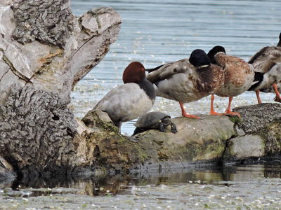 canards et cistudes 004_opt.jpg