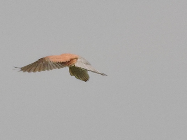 rapace 007.jpg