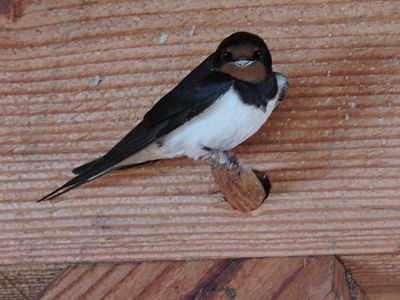 hirondelle rustique 009_opt.jpg