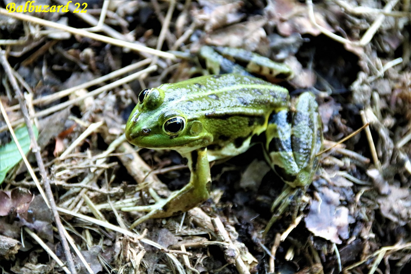 Grenouille verte (1).jpg
