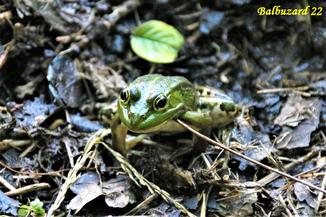 Grenouille verte (2).jpg
