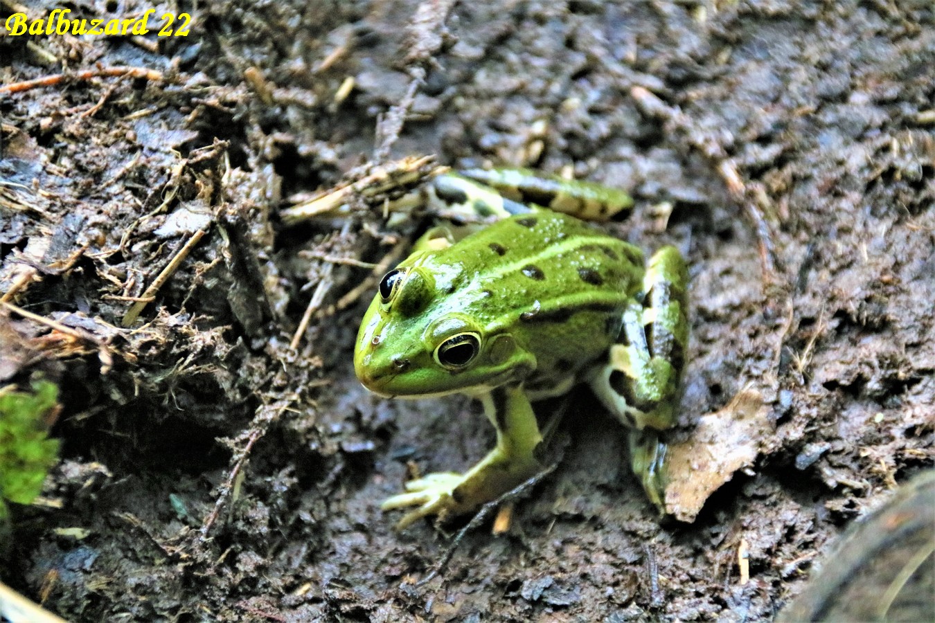 Grenouille verte (3).jpg