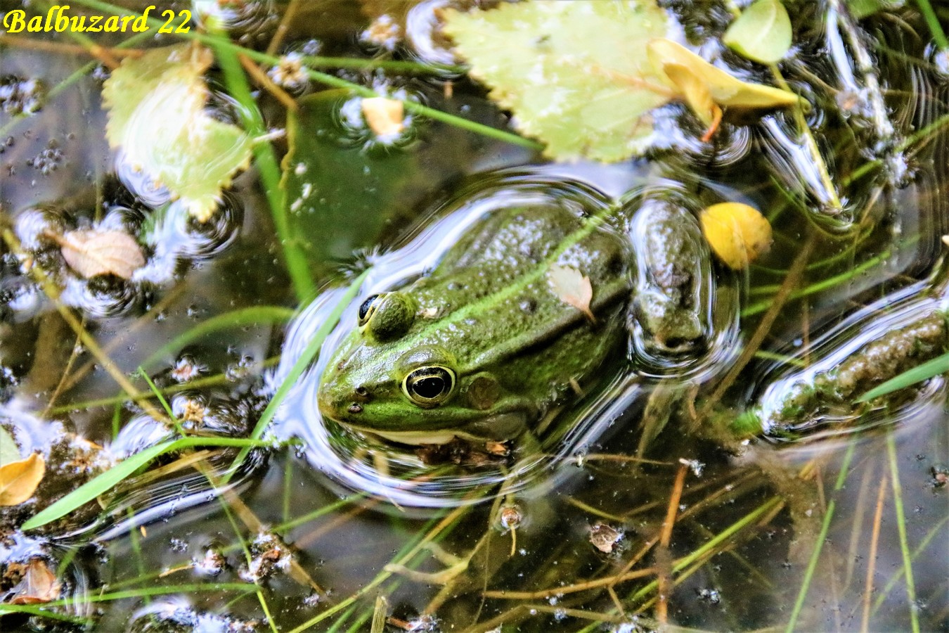 Grenouille verte (4).jpg