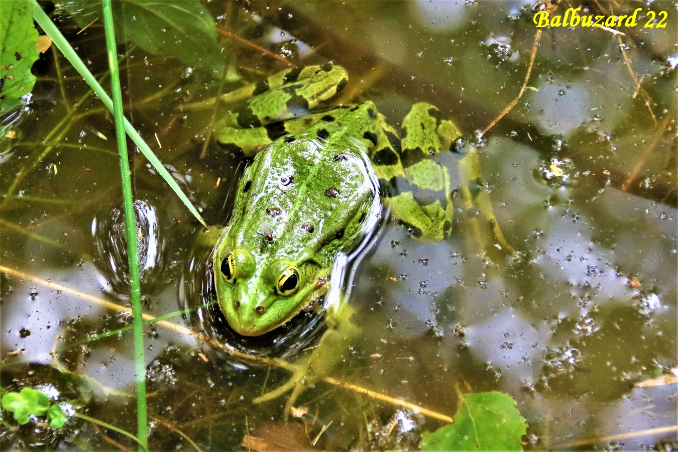 Grenouille verte (5).jpg