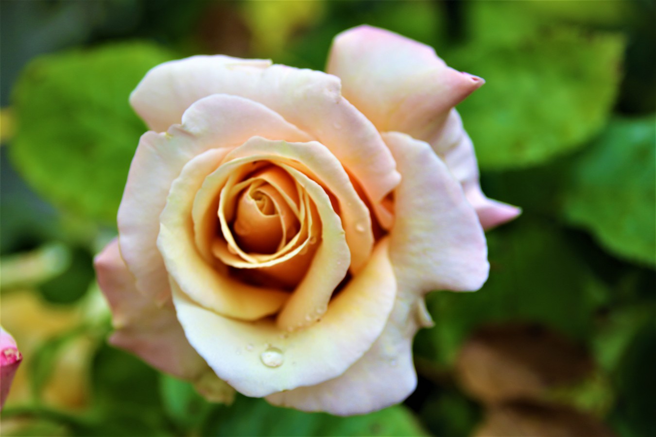 Rosier Lady Hamilton (2).jpg