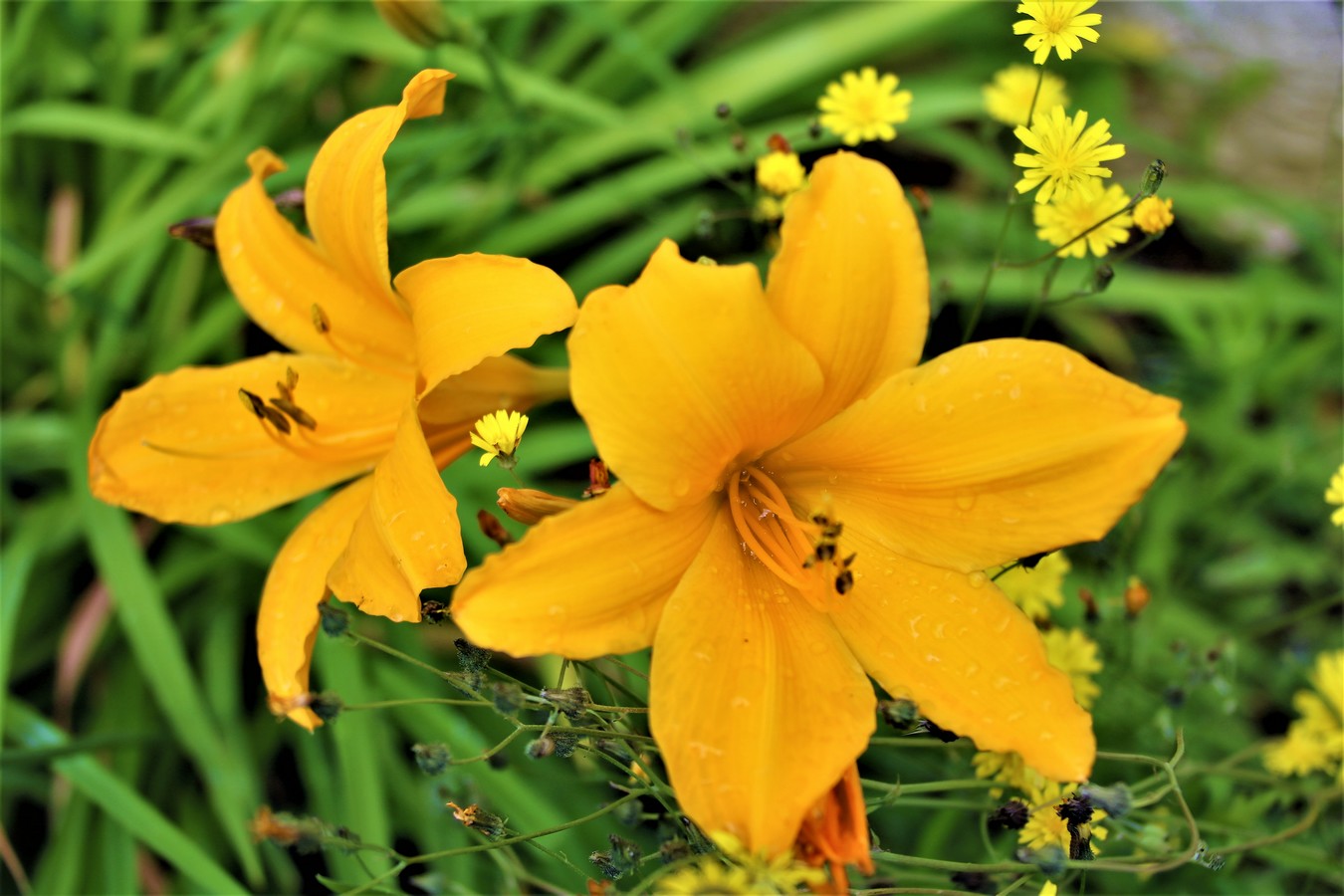 Hémérocalle (2).jpg