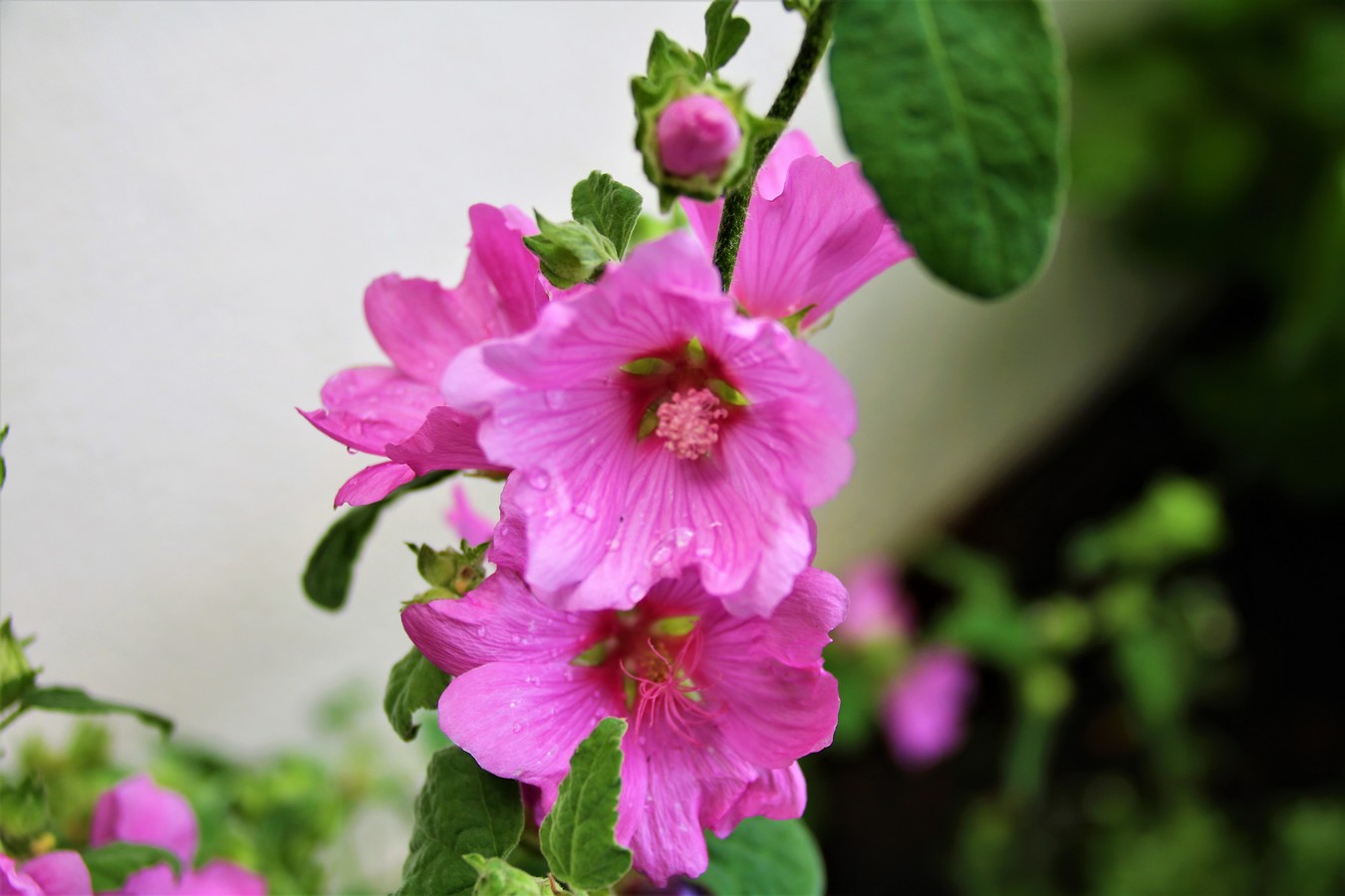 Lavatére  Roséa.jpg