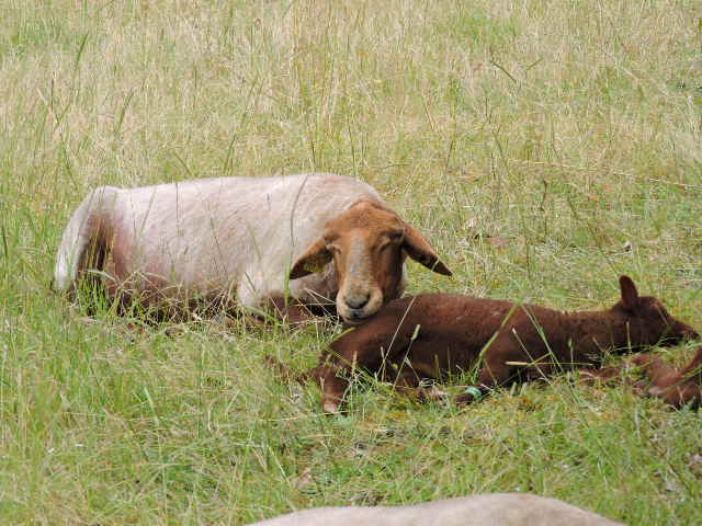 moutons.jpg