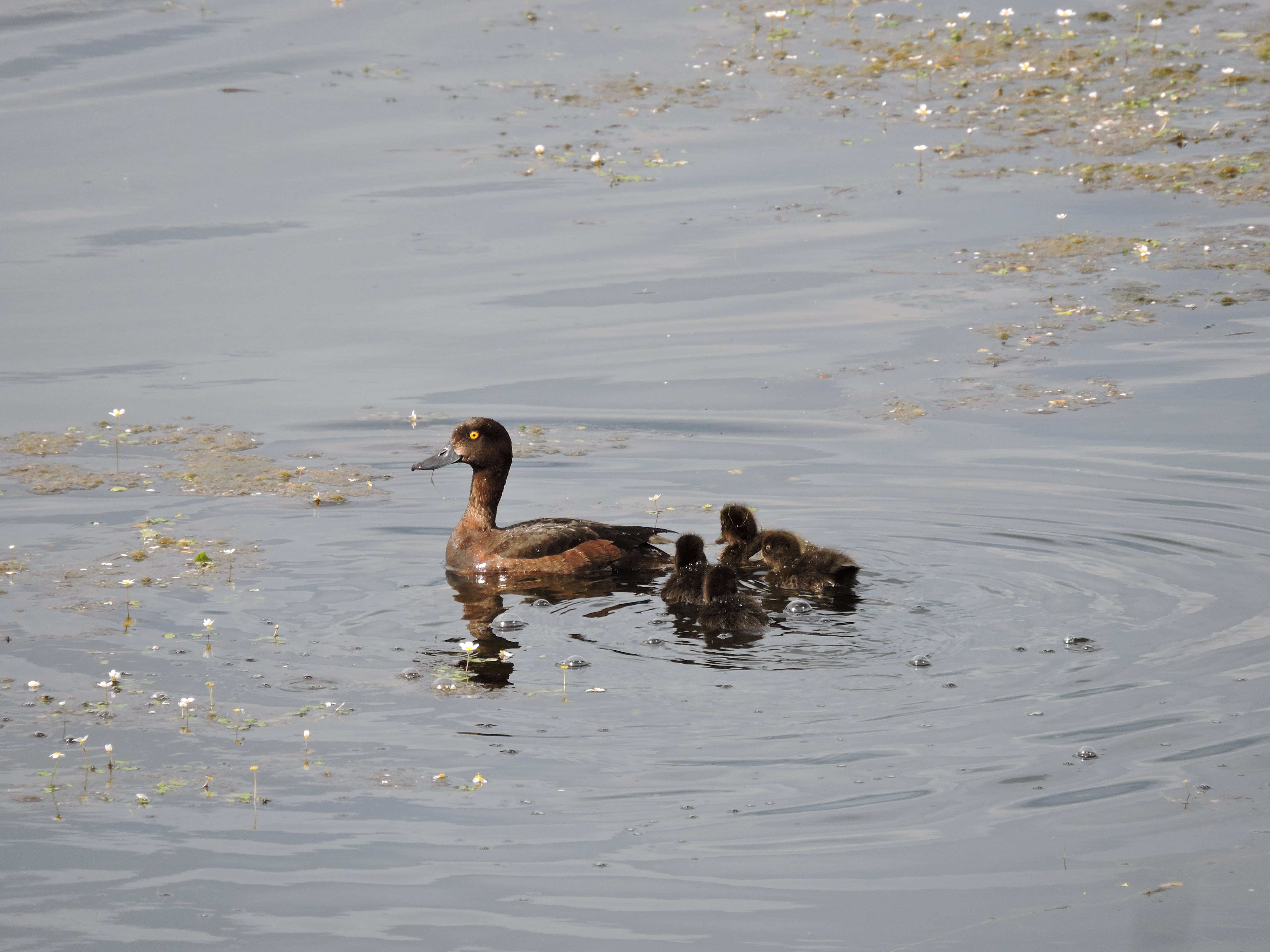 fuligule morillon femelle et poussins-min.jpg