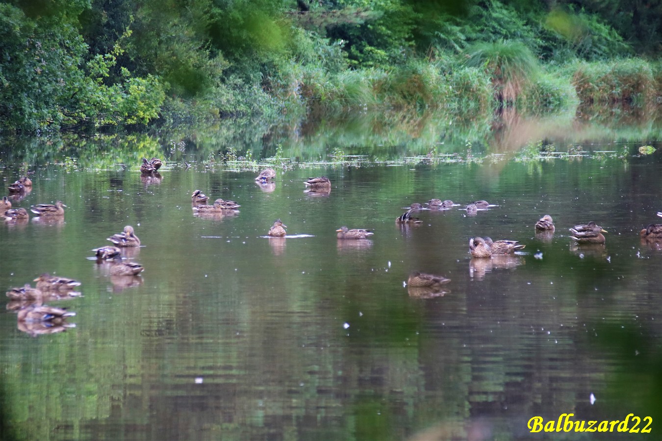 Groupes de canards Colverts et Sarcelles d'été Kersolec 21 Juillet 2018.jpg