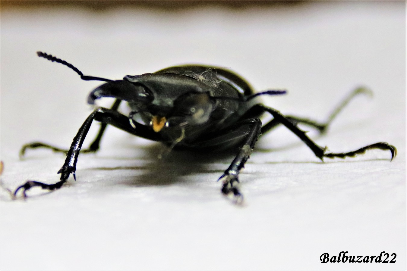 IMG_4357 - Copie.jpg