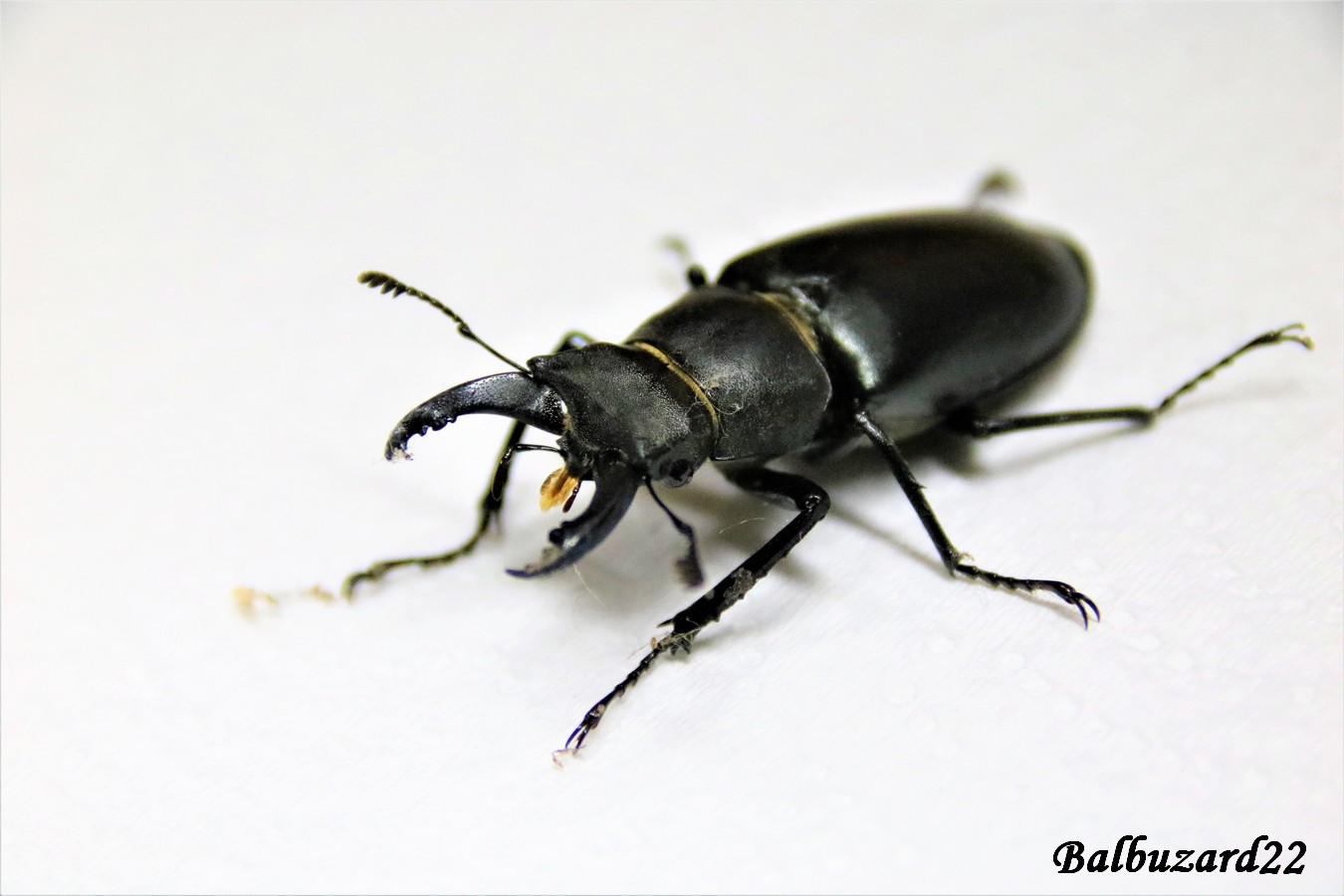 IMG_4354 - Copie.jpg