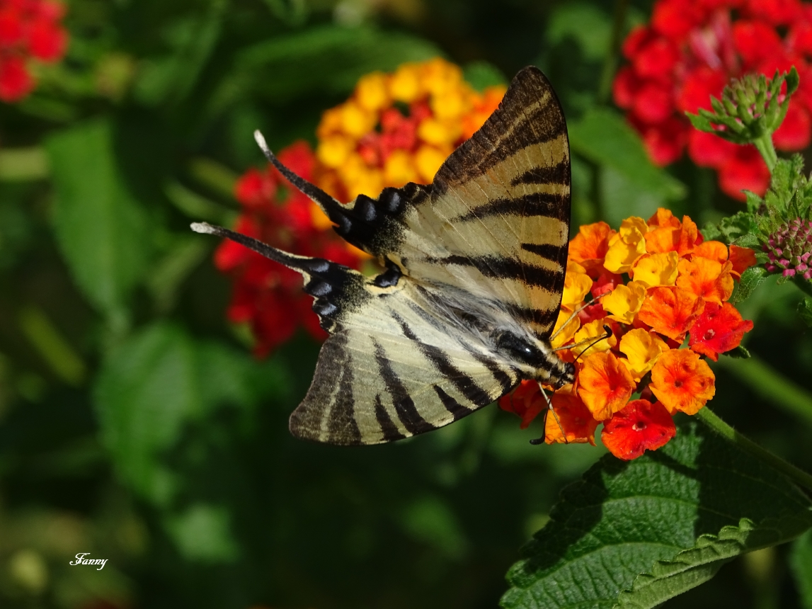 Papillon signéDSC05138.jpg
