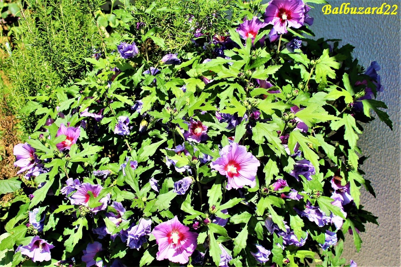 Floraison Hibiscus  Août 2018.jpg