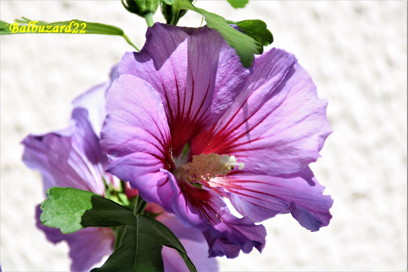 Fleur d'Hibiscus Août 2018.jpg