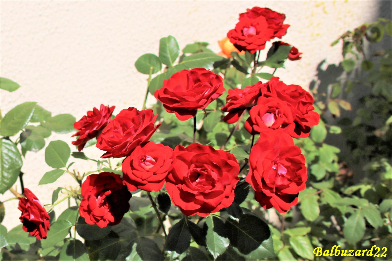 IMG_4373 - Copie.jpg