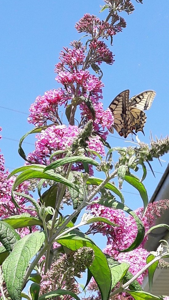 Juillet_Machaons_2.jpg
