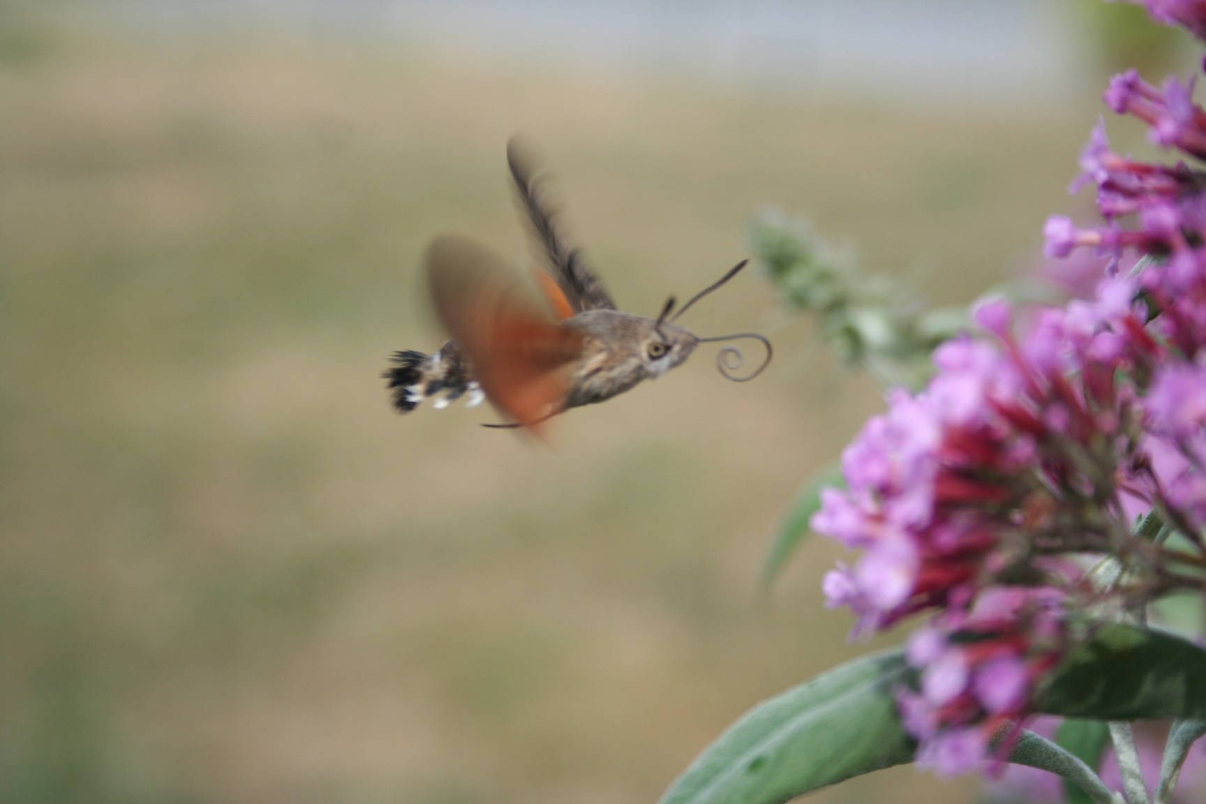 Oiseau ou insecte1.jpg