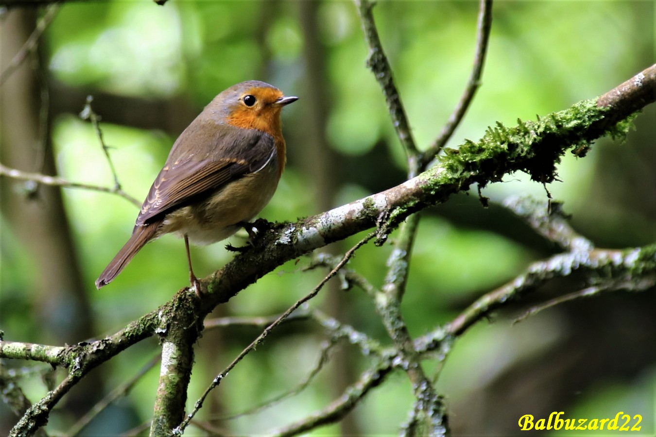 Rouge-gorge Rocleu Samedi 18 Août 2018 (1).jpg