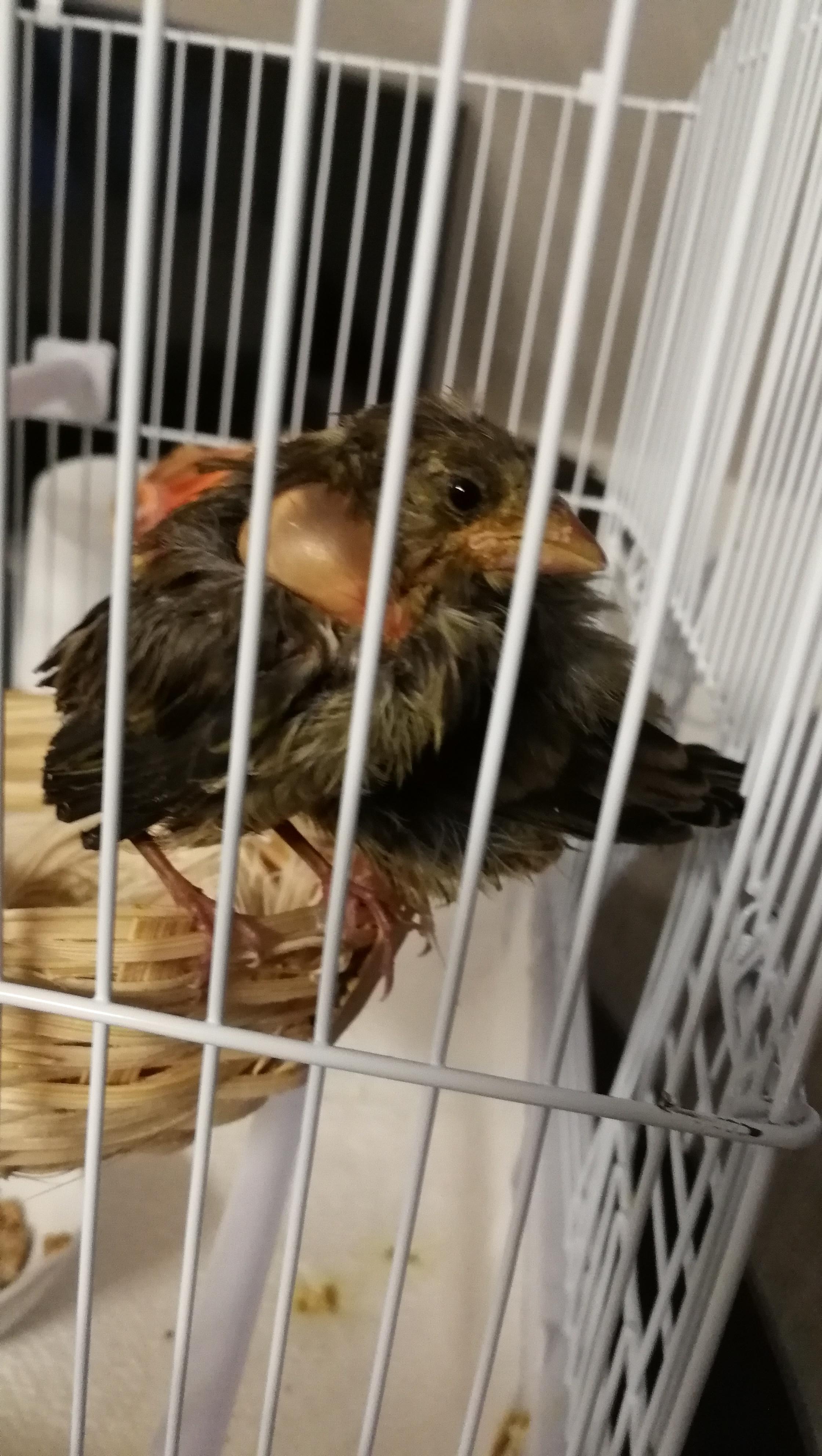 oiseau 2.jpg