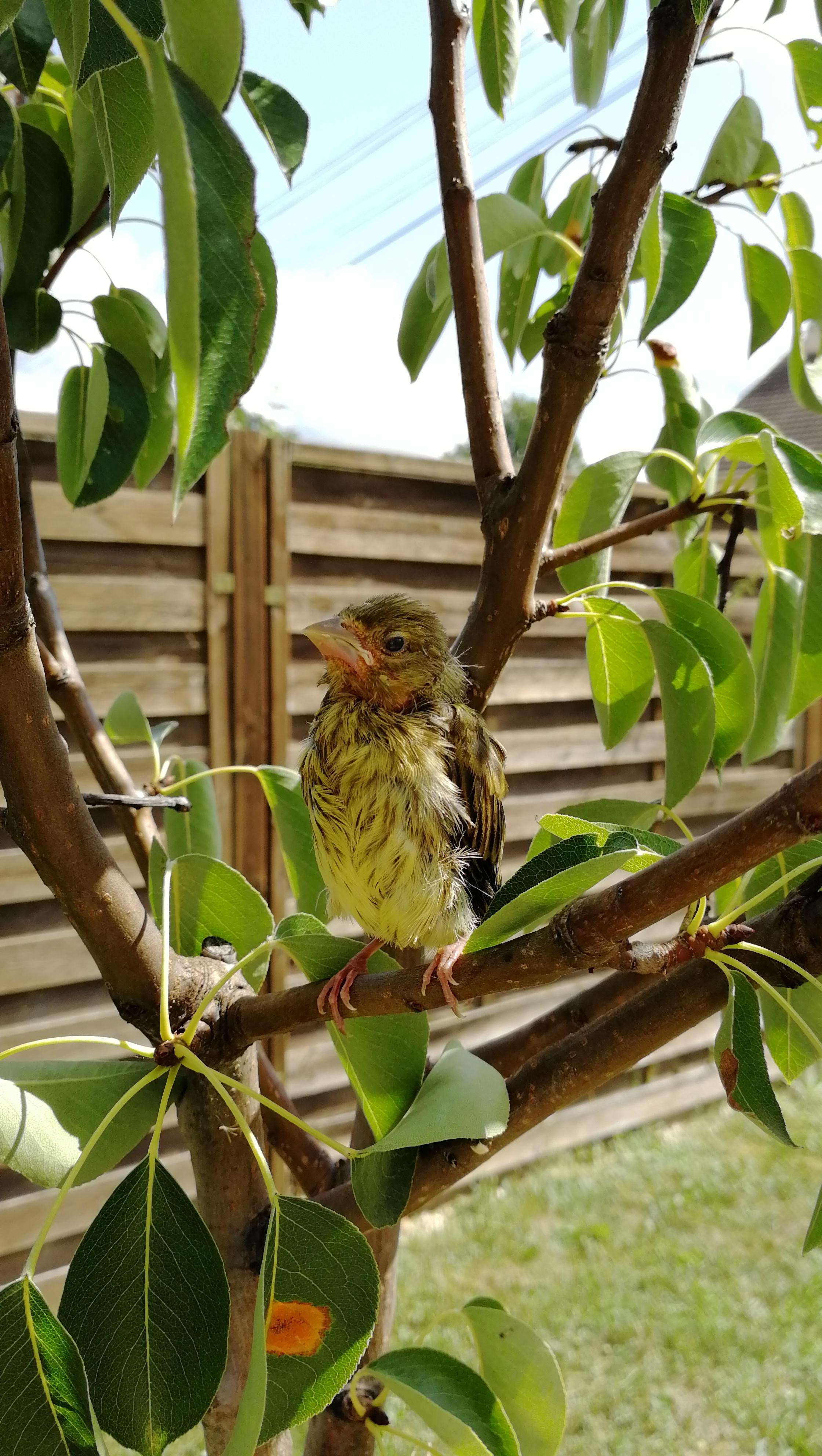 oiseau.jpg
