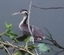 oiseau1.png
