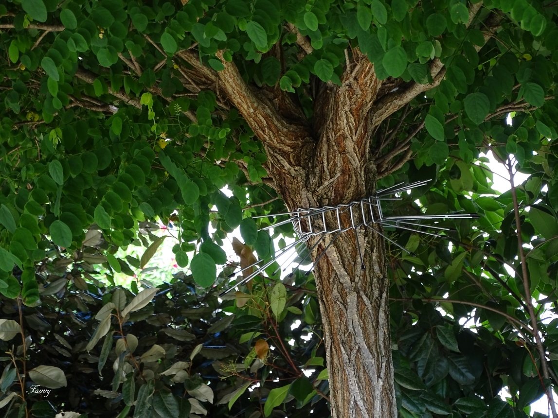 AcacciaDSC04985.jpg