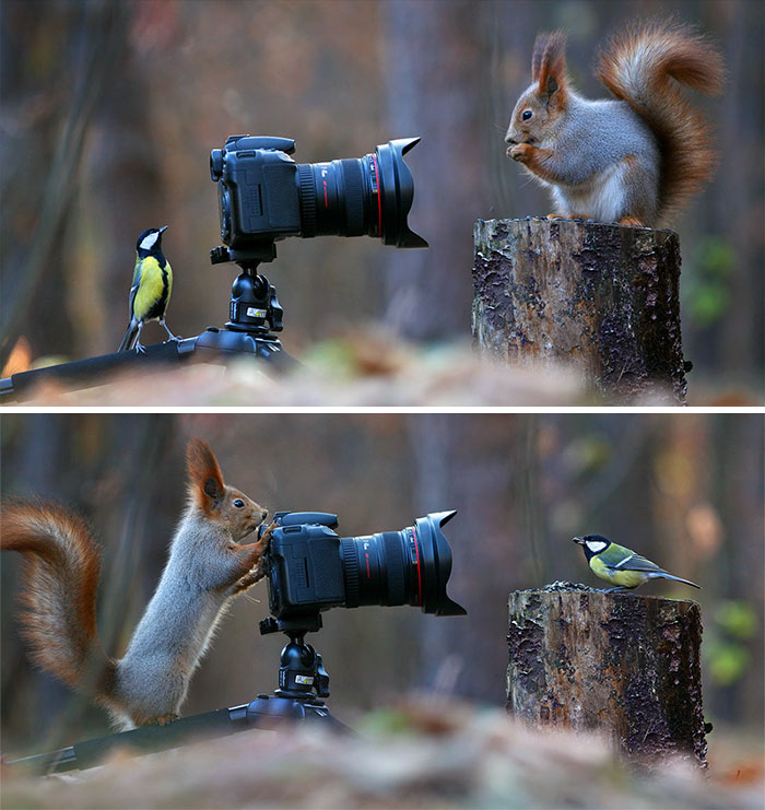 funny-squirrel.jpg