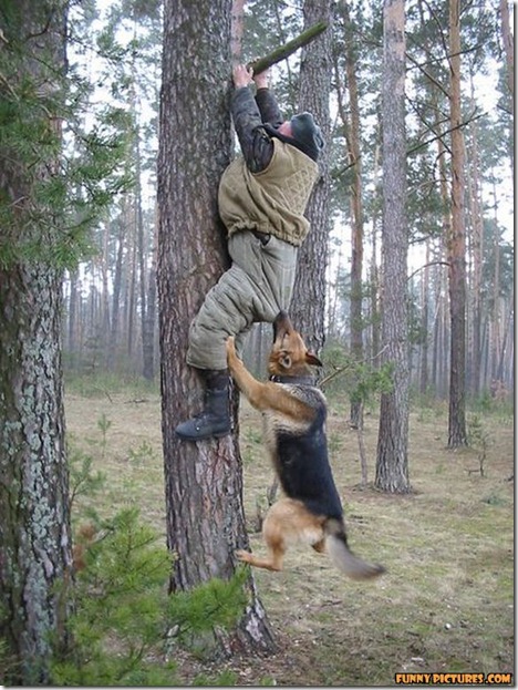 funny-dog-attack_thumb.jpg