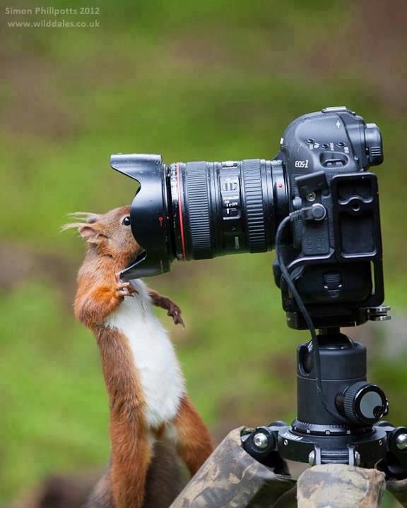 5daec0b41ee5c86bd45f73809e137726--funny-animals-adorable-animals.jpg