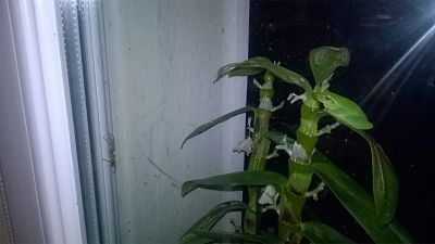 WP_20170604_00_14_36_Pro_opt.jpg